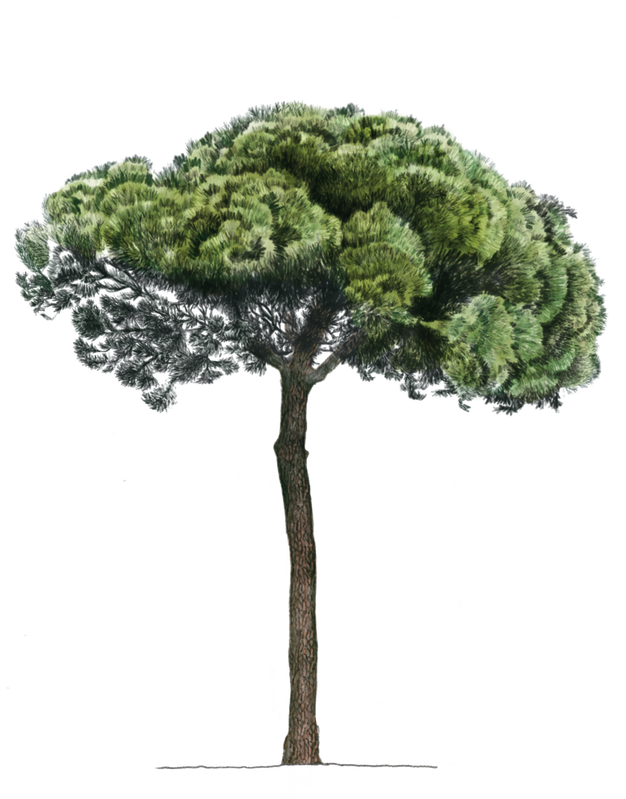 11 PINUS PINEA Ilustracion x1000