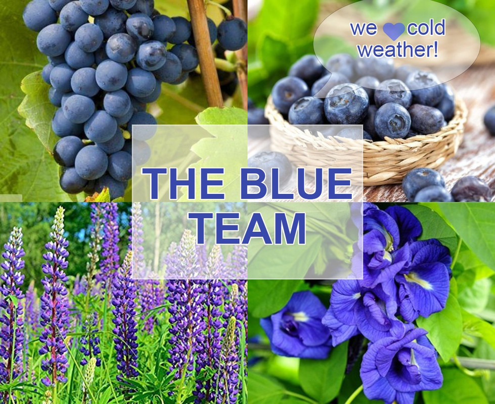blue-colored-plants.jpg