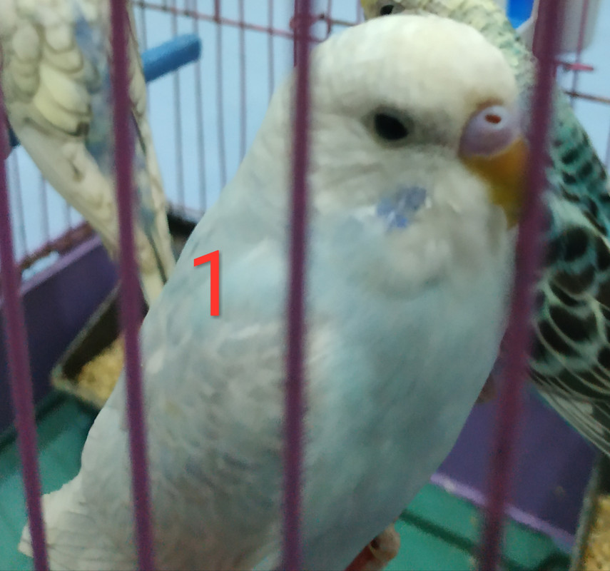 صورة