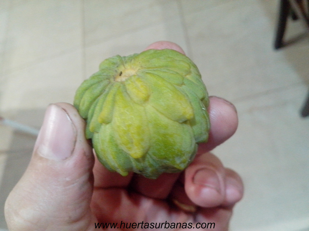huertasurbanas_com_20180417_210815annona_parviflora_-1