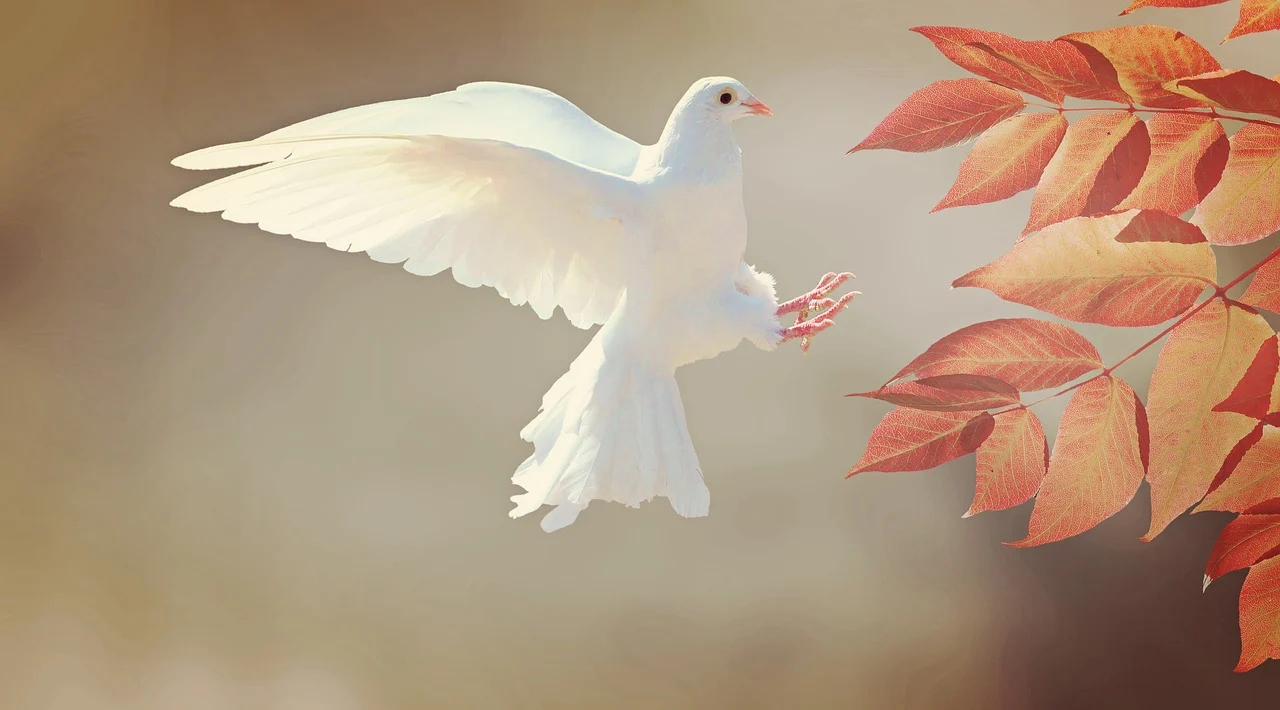 white-dove-new.webp