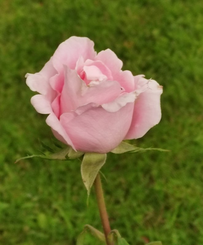 https://i.postimg.cc/Zq72Q7zp/56-IMG-20250626-134840.jpg