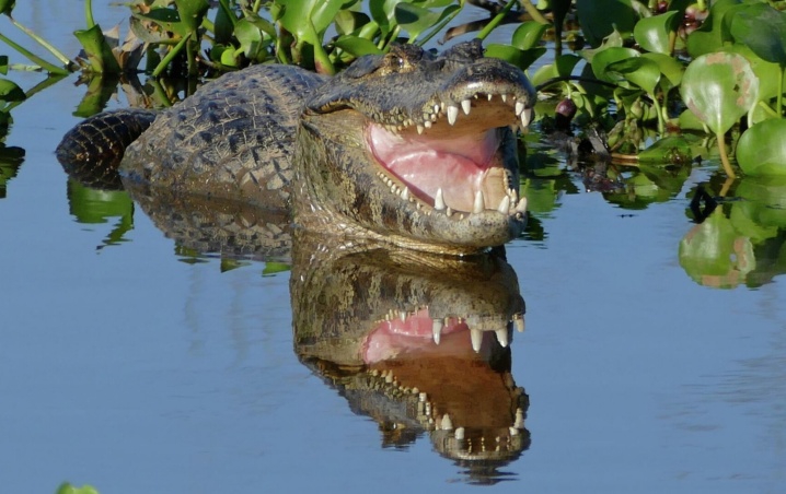 Caimanes ahogan a una abuelita y la atacan comiéndosela, en Florida