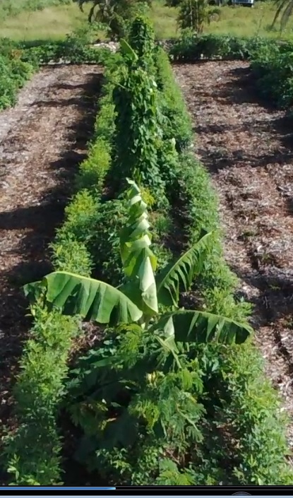 drone pigeon peas