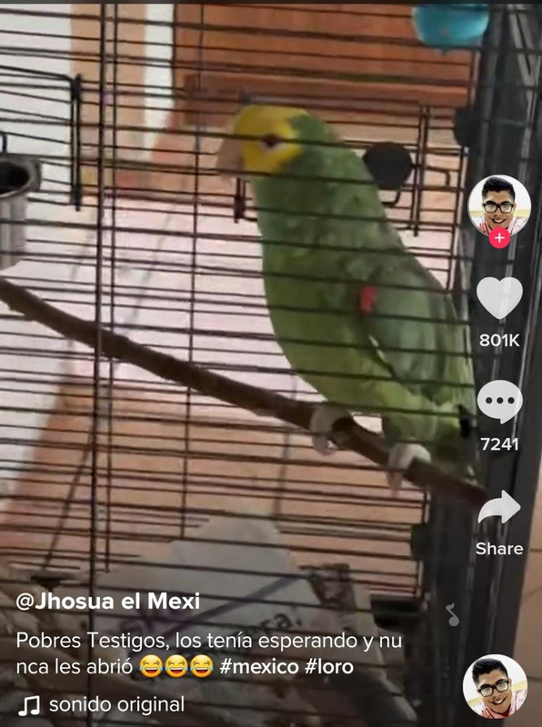 Testigos de Jehová esperaron 30 minutos afuera; un perico respondía 