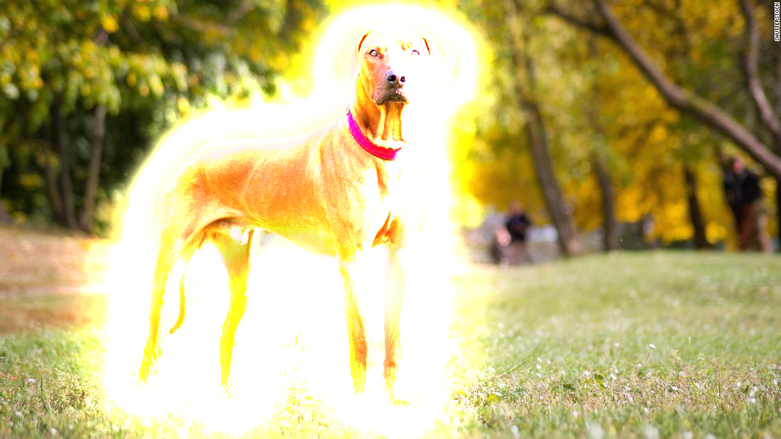 Dog-Cleaning.png