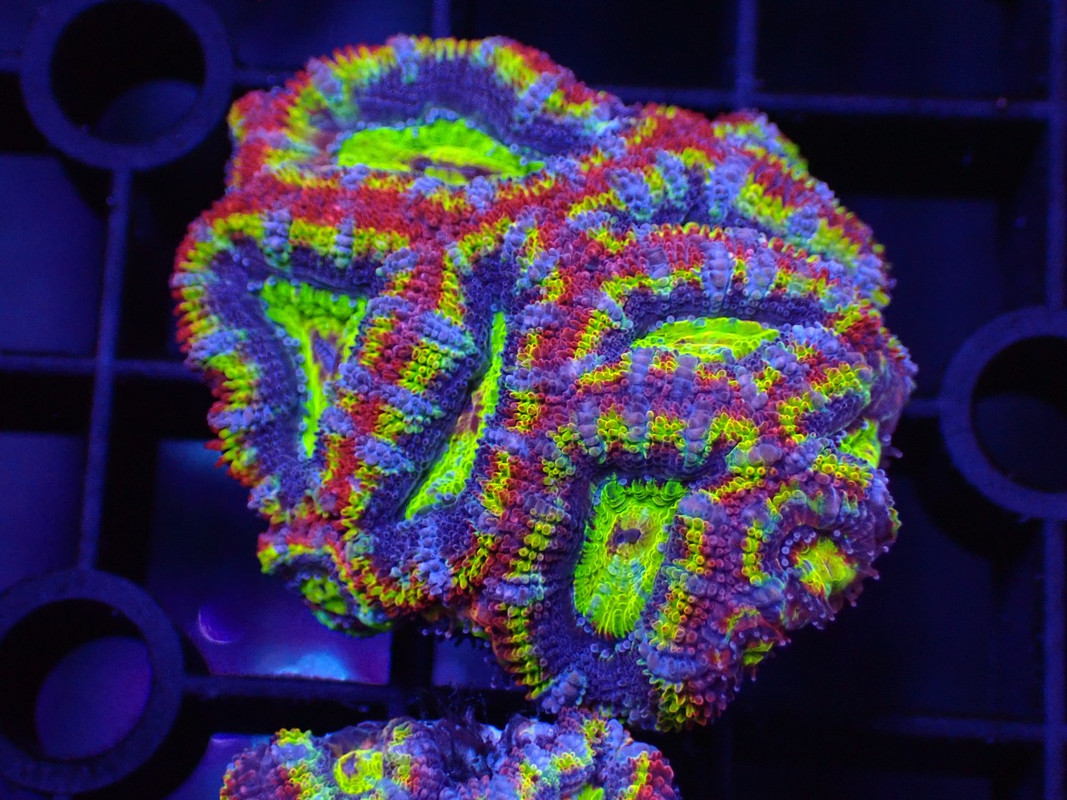 BROAQUA 布魯水族 珊瑚水族零售_照片_20240320_2