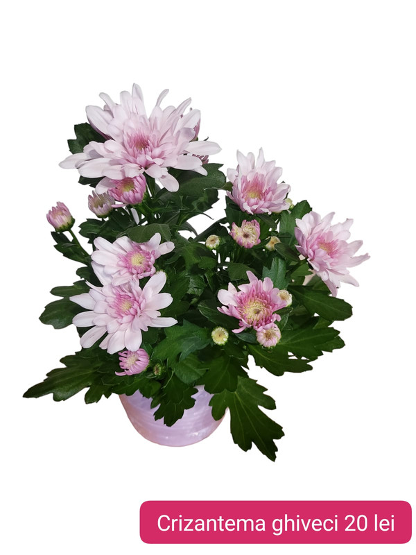 Chrizantema ghiveci