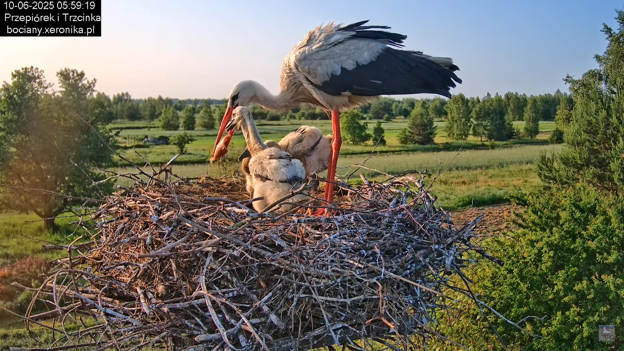 10062025bociany5