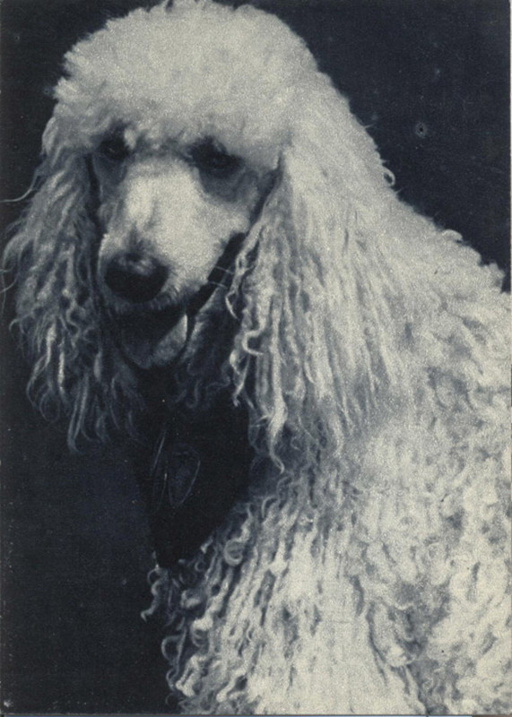 Пудель 1969 Планета 21