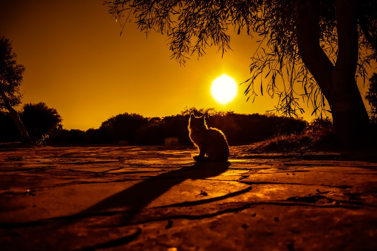 brown-cat-sunset-3019965-1280.jpg