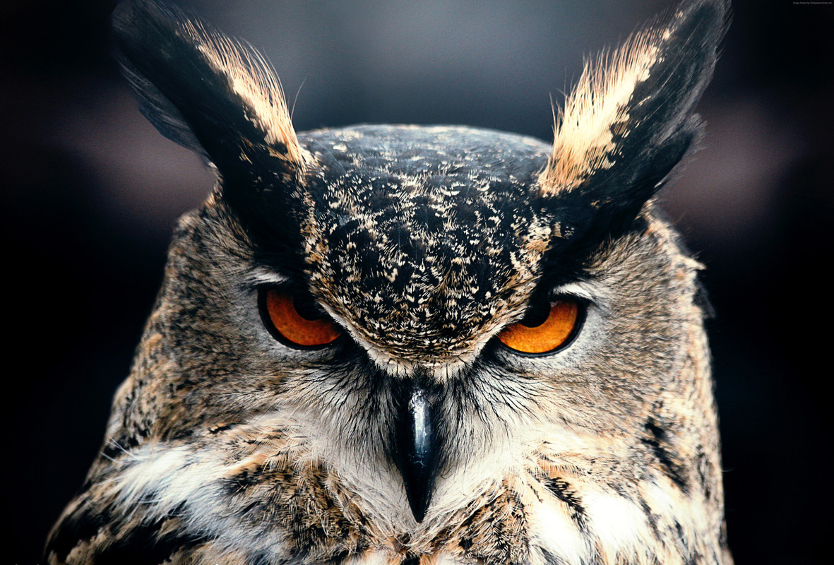 owl-4912x3328-close-up-4k-13548.jpg