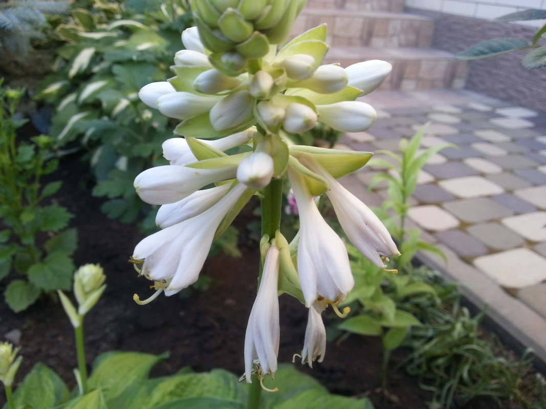 20180618_061450