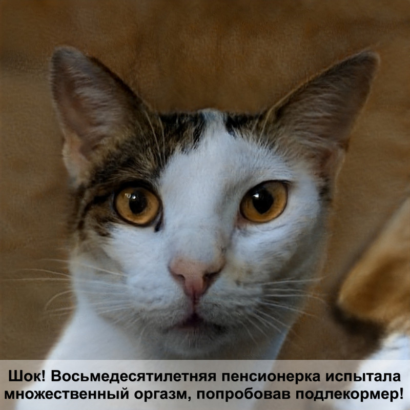 опухоль у кошки внизу живота