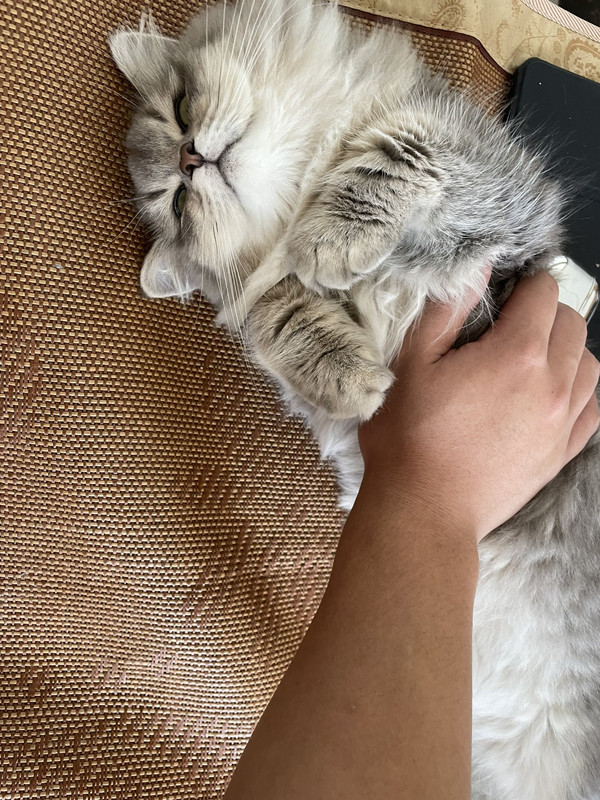 AAC51458-7421-4EE7-9855-8CA5B6586AB2