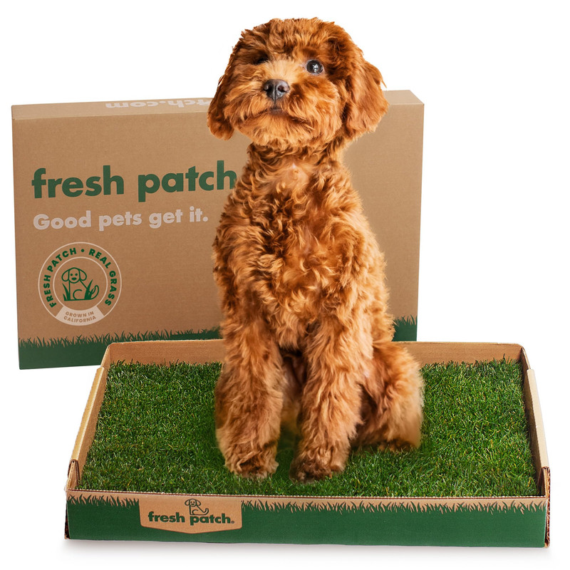 Fresh Patch Real Grass Patch Small/Medium 16x24