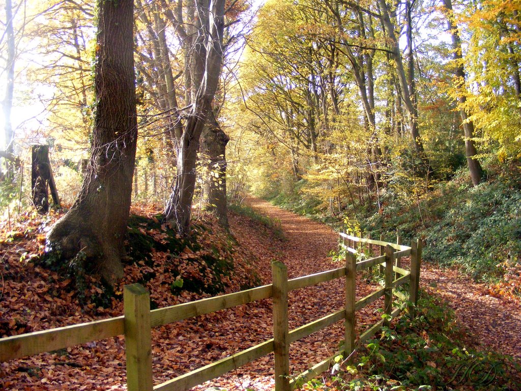 Autumn-woods-fence-HD.jpg