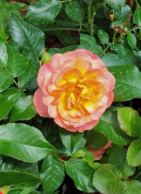 https://i.postimg.cc/ZqBgtDc4/27-IMG-20250610-120536.jpg
