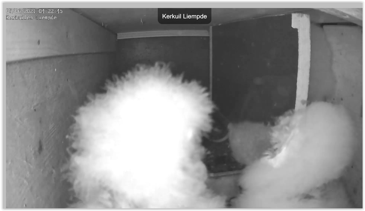 Screen Shot 06-07-21 at 04.23 AM