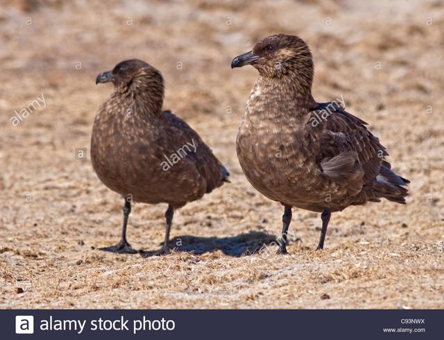 ID Moleiro - Página 2 Les-skuas-subantarctiques-brown-stercoraius-antarcticus-lonnberg