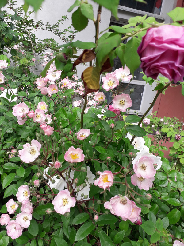 20190604_104508