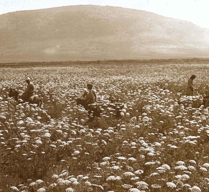 mountains-holy-land-old-photographs (2)
