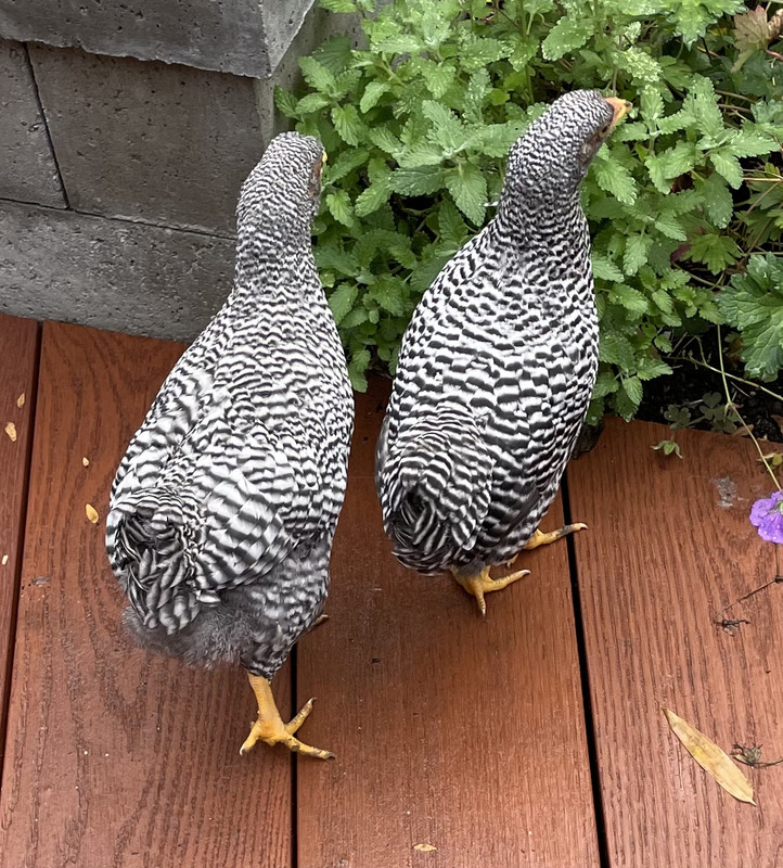 9A16AA78-C837-45DC-8E25-8777FE1442EC