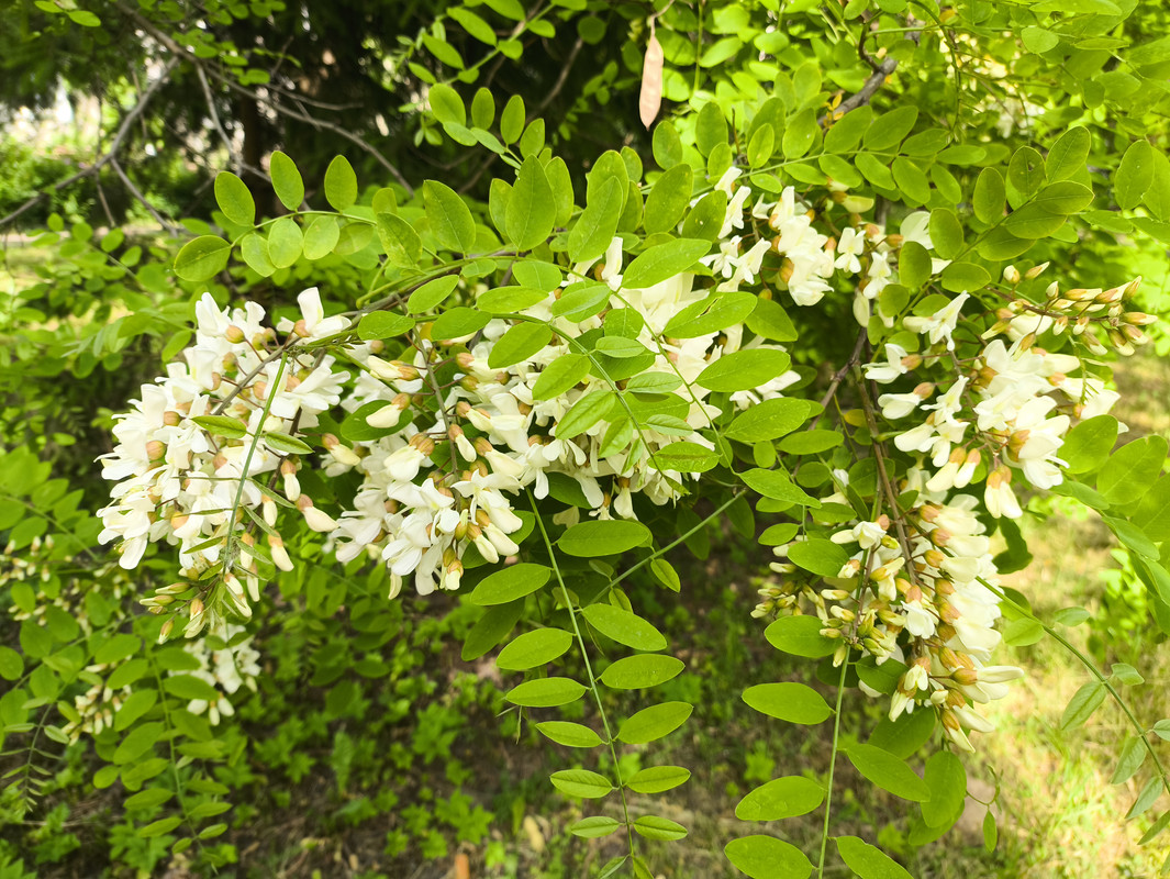 01 июня 2025 005