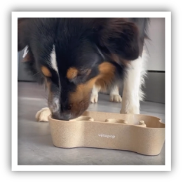 Site-Web-vignette-Instagram-Gamelle-chien-bio-44