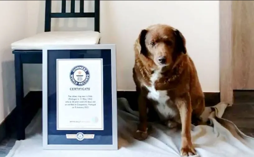Bobi, perro más longevo del mundo, rompe el récord de 30 años en Portugal