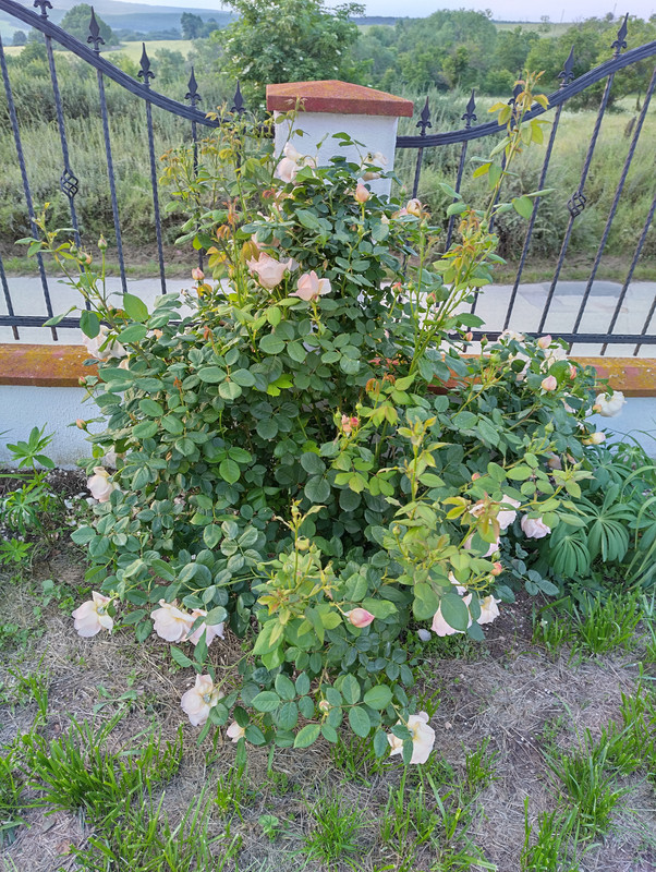 IMG_20230530_200246_HDR