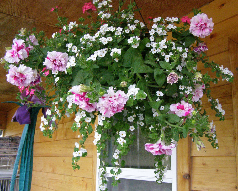 Лучшие ампельные растения для украшения балкона