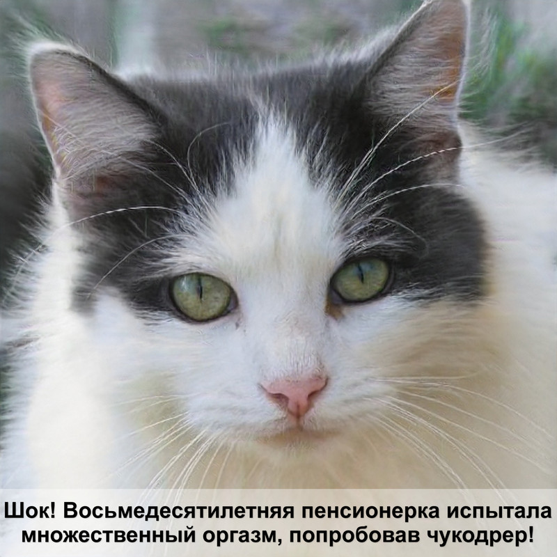 какая кошка самая медленная