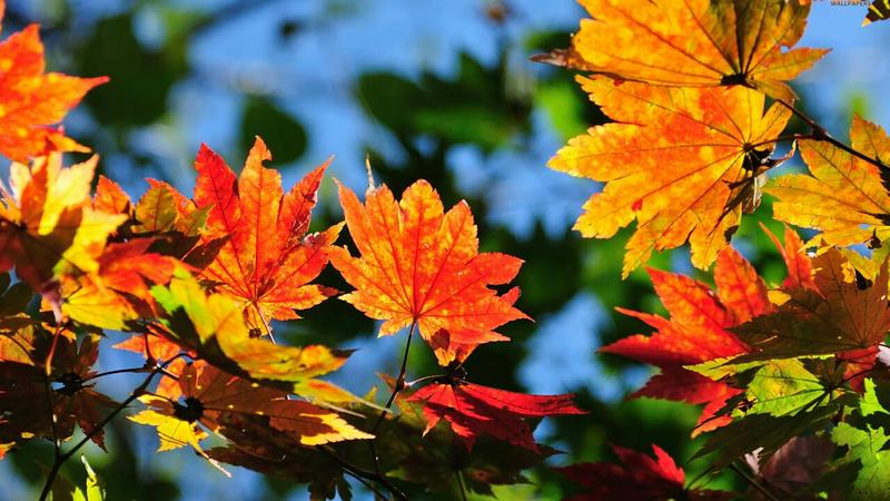 Autumn_wallpaper_130
