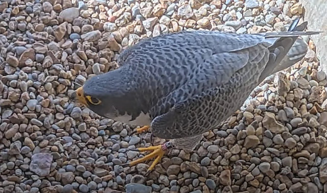 Mill Creek Falcon Cam Przechwytywanie-w-trybie-pe-noekranowym-15-02-2023-181522