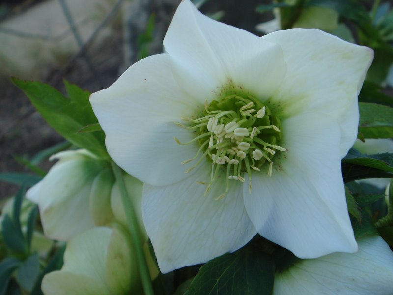 [Image: Helleborus-1.jpg]