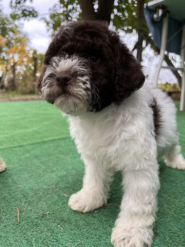Lagotto Romagnolo female puppy for sale – Ideal Dale Energia – 48 days old – photo 6 – white and brown coat with beautiful markings