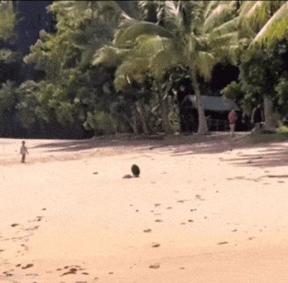 335.gif