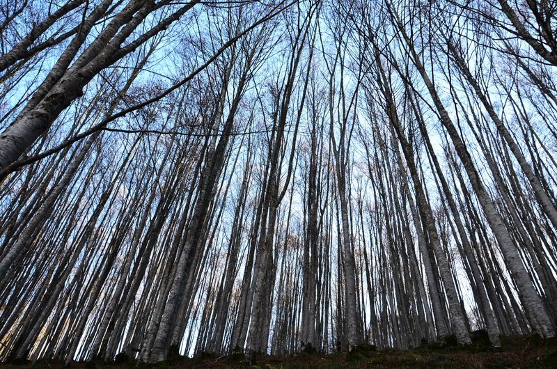 SELVA DE IRATI-14-11-2015-NAVARRA - Paseando por España-1991/2015-Parte-1 (18)