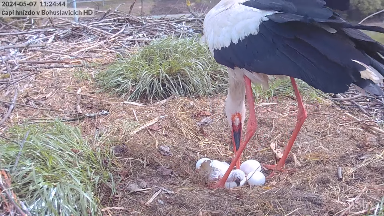 Tiešraide no stārķa skursteņa Bohuslavicē pie Trutnovas HD formātā 13-43-28 screenshot