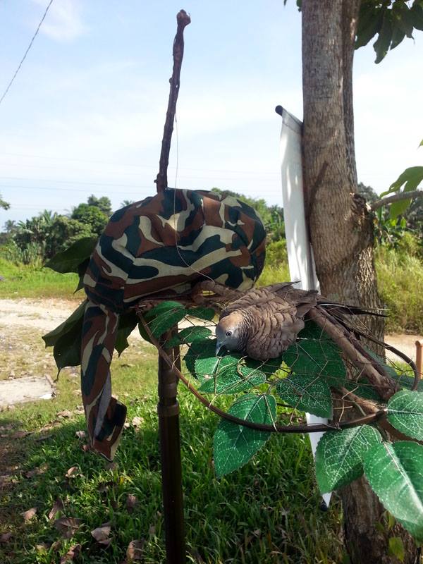 Kamunting  (6)