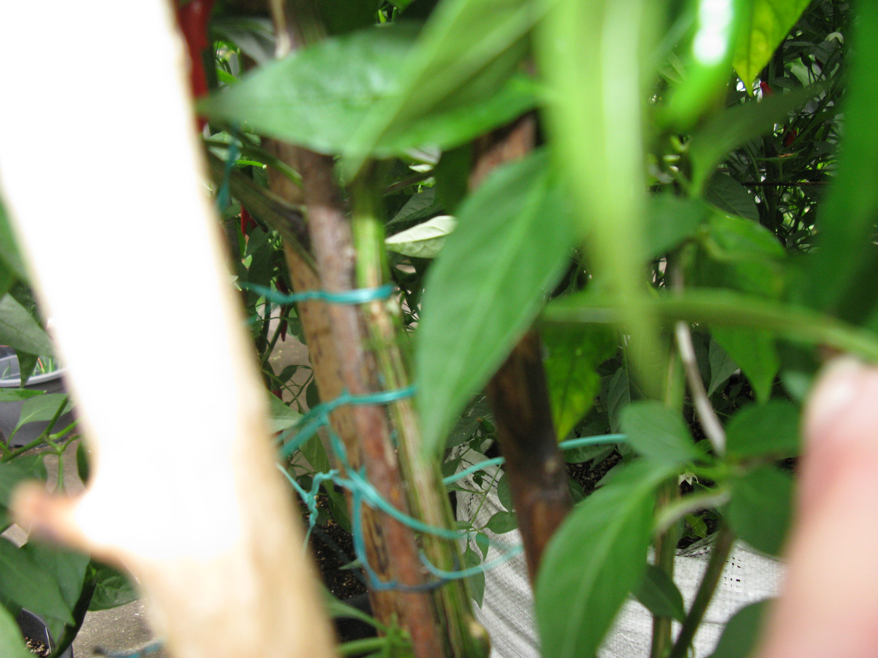 IMG-4556.jpg