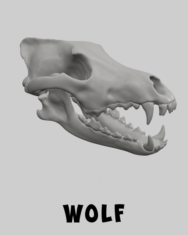 Wolf Skull