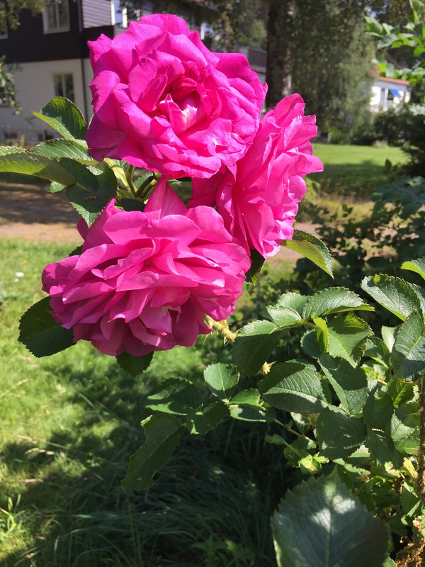 BC69F12D-DC69-4C37-B562-7E9297C7D8ED