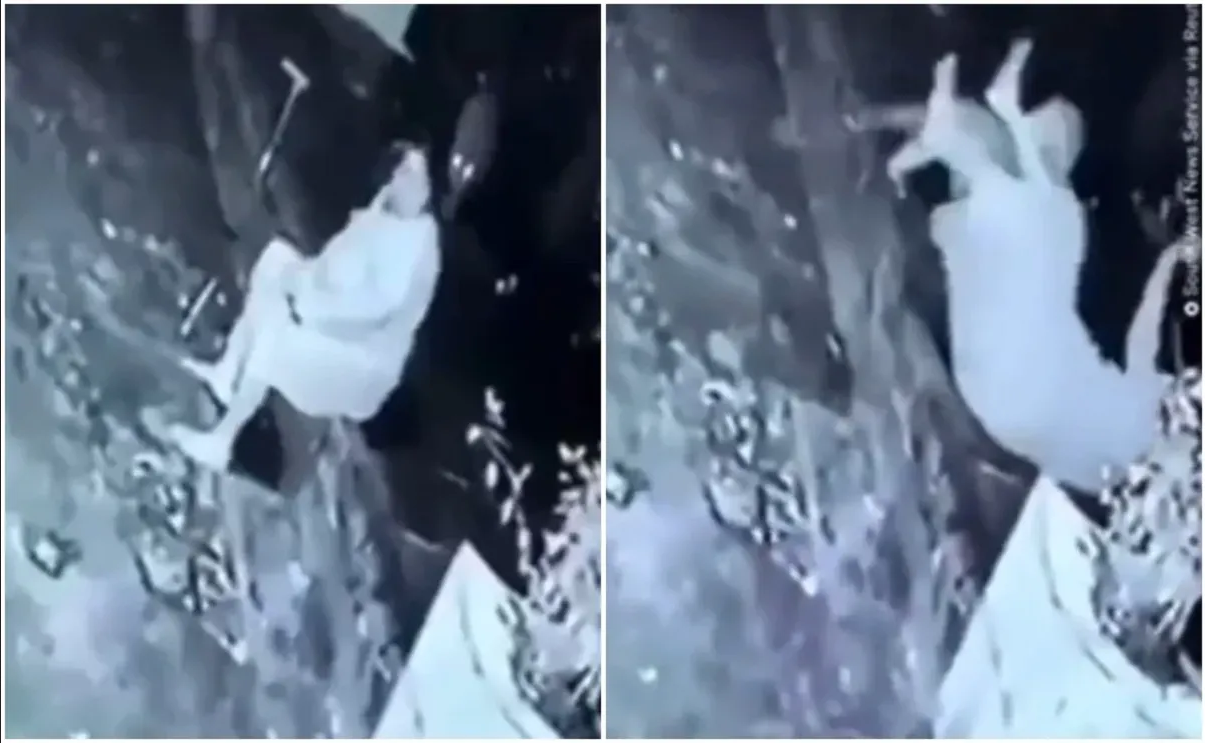 Abuelita se vuelve viral tras pelear con un jaguar afuera de su casa