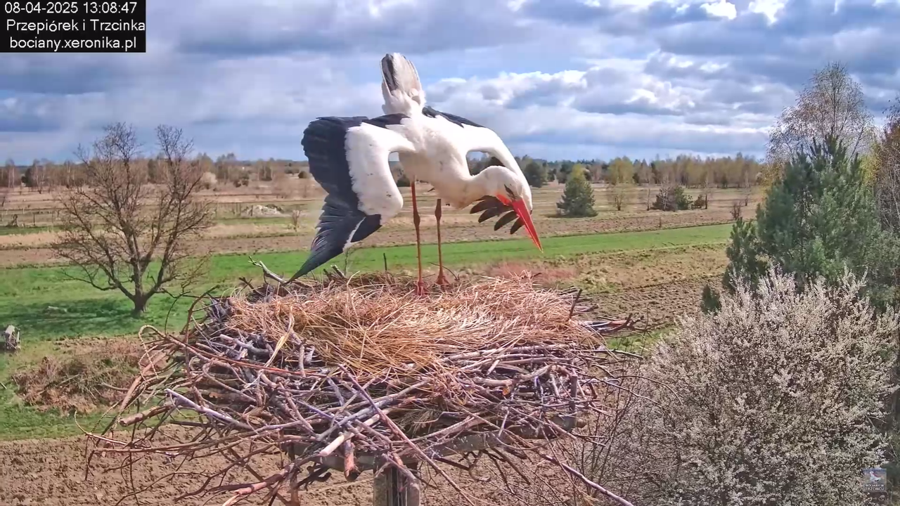 08.04.2025Terytorium Przepiórka_5