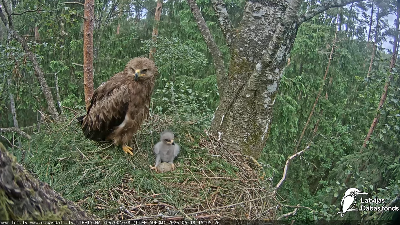 Mazais ērglis (Clanga pomarina), ligzda bērzā 14-12-31 screenshot (1)