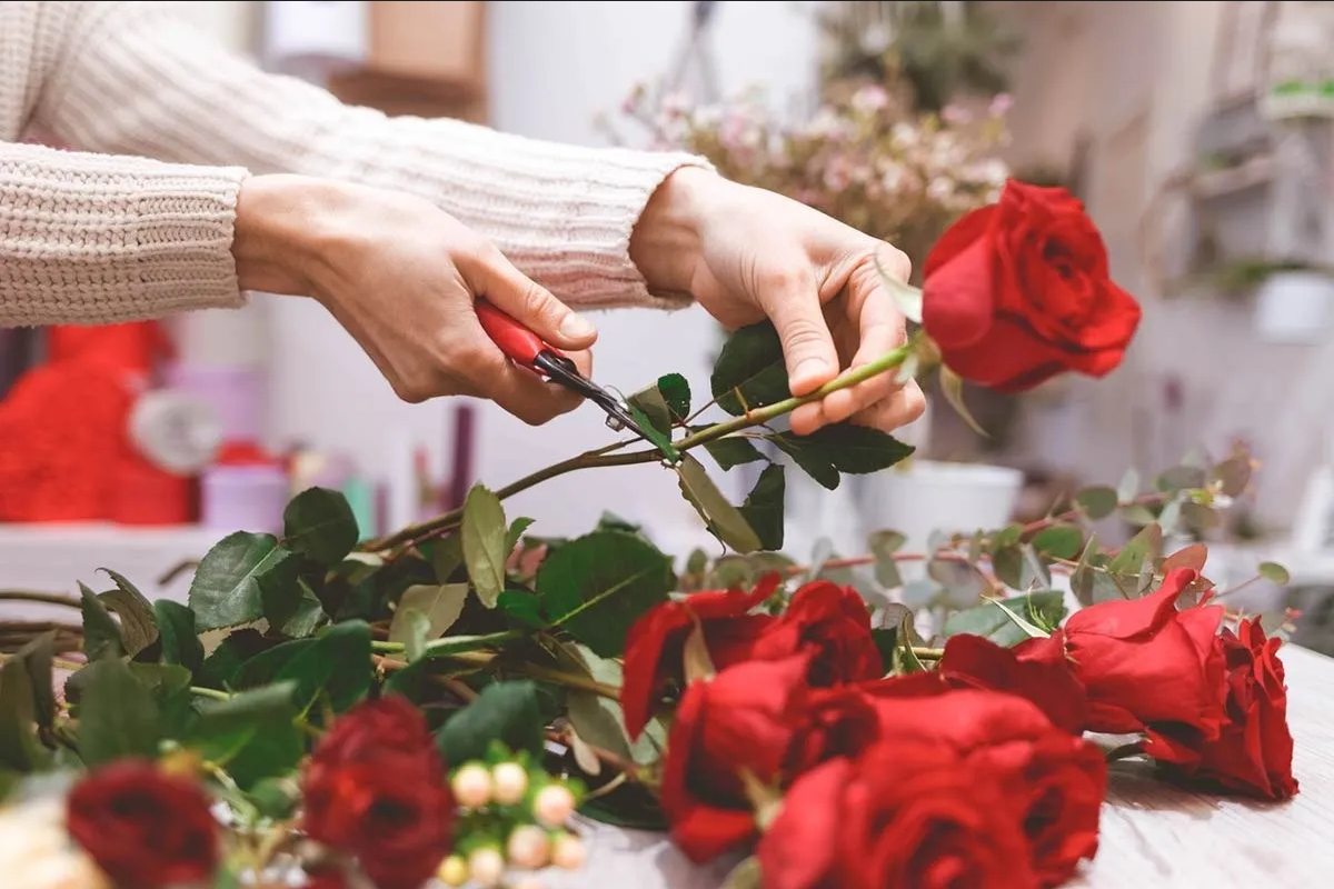 ¿Cómo hacer que le salga raíz a una rosa? Conoce el truco de jardinería