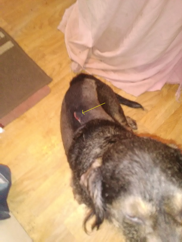 [Image: IMG-20230315-184225.jpg]