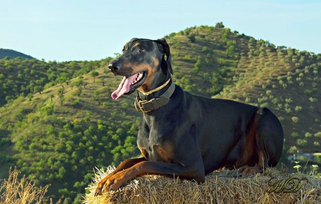 Dogs-Zeus-HD.jpg